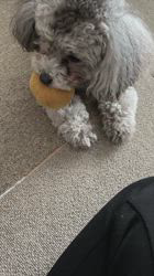 高野眞弓ブリーダーからお迎えしたトイプードル：あずきちゃん