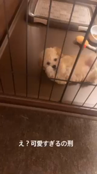 小林栄作ブリーダーからお迎えしたトイプードル：マロンちゃん