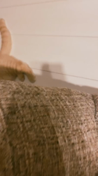 福元めぐみブリーダーからお迎えしたスコティッシュフォールド：まるおくん