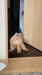 福元めぐみブリーダーからお迎えしたスコティッシュフォールド：まるおくん