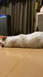 佐久間恵子ブリーダーからお迎えしたラグドール：のんちゃん