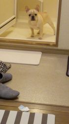 大河原亜矢子ブリーダーからお迎えしたフレンチブルドッグ：こはなちゃん