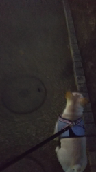 大河原亜矢子ブリーダーからお迎えしたフレンチブルドッグ：こはなちゃん