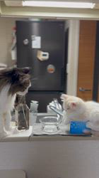 小田川栄二ブリーダーからお迎えしたスコティッシュフォールド：マシュくん