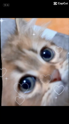 根本佳和ブリーダーからお迎えしたミヌエット：Sonaくん