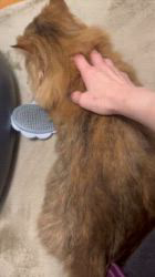 根本佳和ブリーダーからお迎えしたミヌエット：Sonaくん