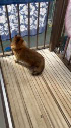 根本佳和ブリーダーからお迎えしたミヌエット：Sonaくん