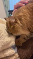 根本佳和ブリーダーからお迎えしたミヌエット：Sonaくん