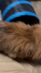 根本佳和ブリーダーからお迎えしたミヌエット：Sonaくん