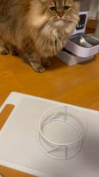 根本佳和ブリーダーからお迎えしたミヌエット：Sonaくん