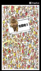 根本佳和ブリーダーからお迎えしたミヌエット：Sonaくん