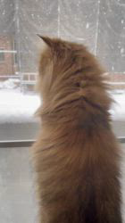 根本佳和ブリーダーからお迎えしたミヌエット：Sonaくん