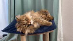 根本佳和ブリーダーからお迎えしたミヌエット：Sonaくん