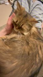 根本佳和ブリーダーからお迎えしたミヌエット：Sonaくん