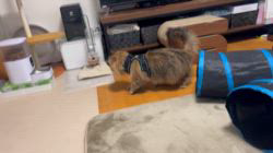 根本佳和ブリーダーからお迎えしたミヌエット：Sonaくん