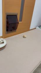 根本佳和ブリーダーからお迎えしたミヌエット：Sonaくん