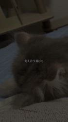 根本佳和ブリーダーからお迎えしたミヌエット：Sonaくん