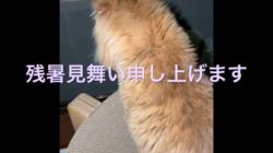 根本佳和ブリーダーからお迎えしたミヌエット：Sonaくん