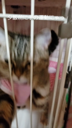 渡辺恭子ブリーダーからお迎えしたマンチカン：セブンちゃん