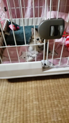 渡辺恭子ブリーダーからお迎えしたマンチカン：セブンちゃん