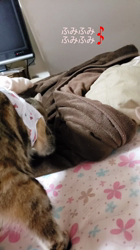 渡辺恭子ブリーダーからお迎えしたマンチカン：セブンちゃん