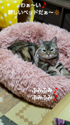 渡辺恭子ブリーダーからお迎えしたマンチカン：セブンちゃん