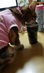 渡辺恭子ブリーダーからお迎えしたマンチカン：セブンちゃん