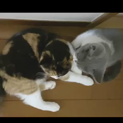 清洋一ブリーダーからお迎えしたスコティッシュフォールド：ララちゃん