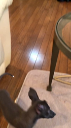 深沢ことみブリーダーからお迎えしたイタリアングレーハウンド：ハクくん