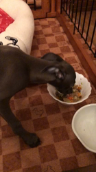 深沢ことみブリーダーからお迎えしたイタリアングレーハウンド：ハクくん