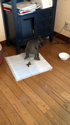 深沢ことみブリーダーからお迎えしたイタリアングレーハウンド：ハクくん