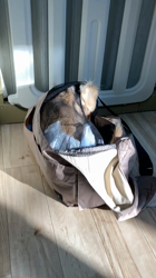 曽我部郁代ブリーダーからお迎えしたミニチュアダックスフンド(ロング)：ひなちゃん