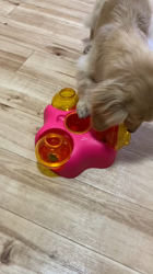 曽我部郁代ブリーダーからお迎えしたミニチュアダックスフンド(ロング)：ひなちゃん