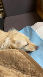 曽我部郁代ブリーダーからお迎えしたミニチュアダックスフンド(ロング)：ひなちゃん