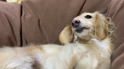 曽我部郁代ブリーダーからお迎えしたミニチュアダックスフンド(ロング)：ひなちゃん