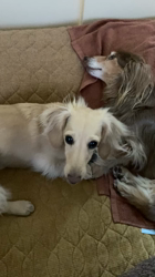 曽我部郁代ブリーダーからお迎えしたミニチュアダックスフンド(ロング)：ひなちゃん