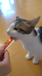 桜井大樹ブリーダーからお迎えしたマンチカン：れおくん