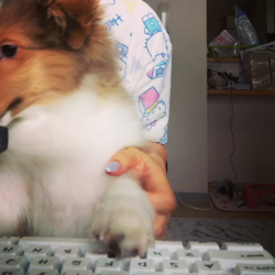 松本朗子ブリーダーからお迎えしたシェットランドシープドッグ：ムサシくん