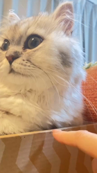 荻原智子ブリーダーからお迎えしたペルシャ(チンチラ)：れいくん