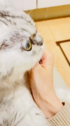 荻原智子ブリーダーからお迎えしたペルシャ(チンチラ)：れいくん