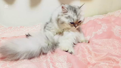 荻原智子ブリーダーからお迎えしたペルシャ(チンチラ)：れいくん