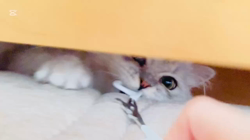 荻原智子ブリーダーからお迎えしたペルシャ(チンチラ)：れいくん