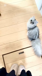 荻原智子ブリーダーからお迎えしたペルシャ(チンチラ)：れいくん