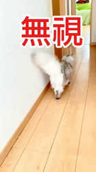 荻原智子ブリーダーからお迎えしたペルシャ(チンチラ)：れいくん