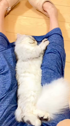 荻原智子ブリーダーからお迎えしたペルシャ(チンチラ)：れいくん