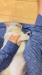 荻原智子ブリーダーからお迎えしたペルシャ(チンチラ)：れいくん