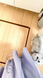 荻原智子ブリーダーからお迎えしたペルシャ(チンチラ)：れいくん