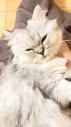 荻原智子ブリーダーからお迎えしたペルシャ(チンチラ)：れいくん