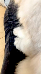 荻原智子ブリーダーからお迎えしたペルシャ(チンチラ)：れいくん