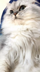 荻原智子ブリーダーからお迎えしたペルシャ(チンチラ)：れいくん